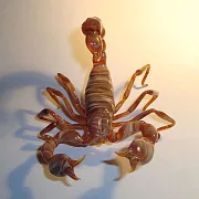 Скульптура «Скорпионы» из стекла — необычный подарок — фотография 2
